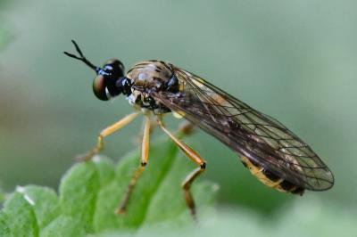 <i>Dioctria linearis</i>