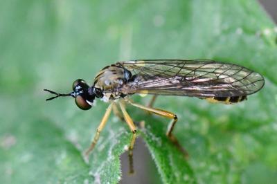 <i>Dioctria linearis</i>