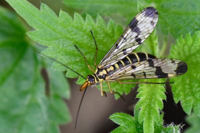 Mouche scorpion, Panorpe commune