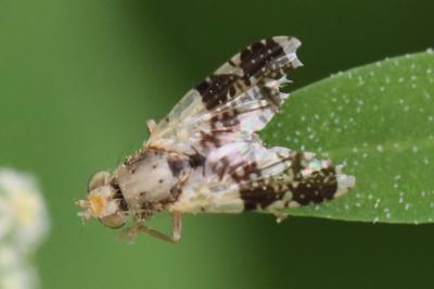 <i>Tephritis formosa</i>