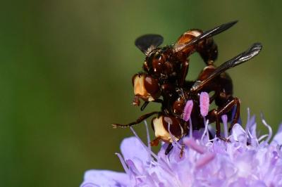 <i>Sicus ferrugineus</i>