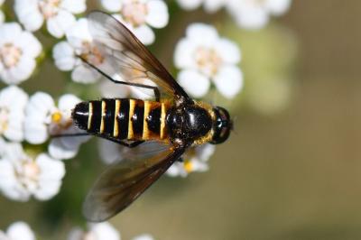 <i>Lomatia lateralis</i>