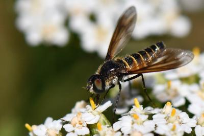 <i>Lomatia lateralis</i>