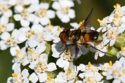 <i>Ectophasia crassipennis</i>