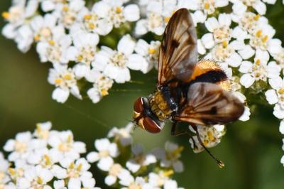 <i>Ectophasia crassipennis</i>