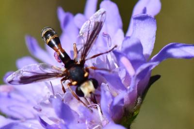<i>Physocephala vittata</i>