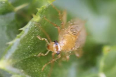 <i>Planuncus vinzi</i>