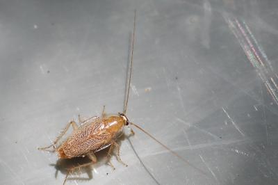 <i>Planuncus vinzi</i>