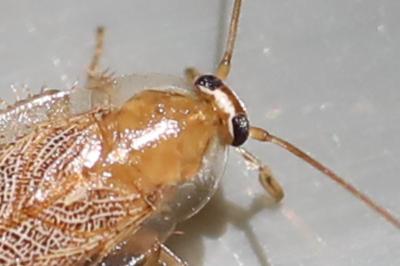 <i>Planuncus vinzi</i>
