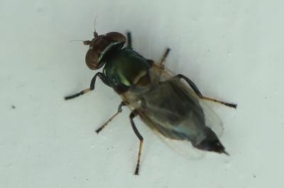 <i>Physiphora alceae</i>