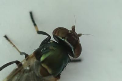 <i>Physiphora alceae</i>