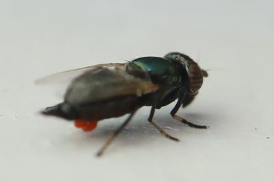 <i>Physiphora alceae</i>