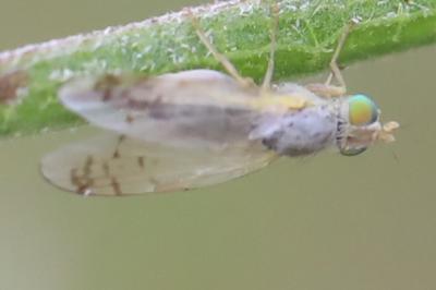 <i>Acanthiophilus helianthi</i>