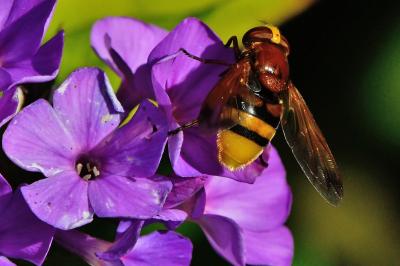 <i>Volucella zonaria</i>