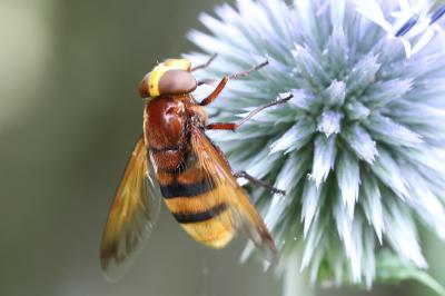<i>Volucella zonaria</i>