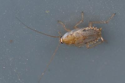 <i>Planuncus vinzi</i>