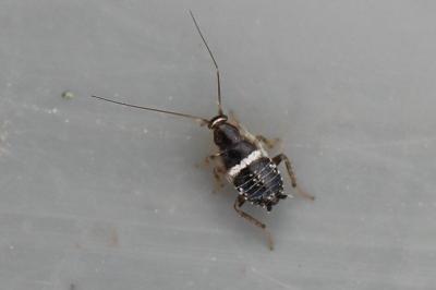 <i>Planuncus vinzi</i>