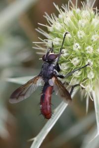 <i>Cylindromyia bicolor</i>