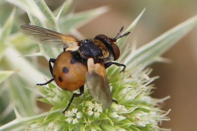 <i>Gymnosoma</i>