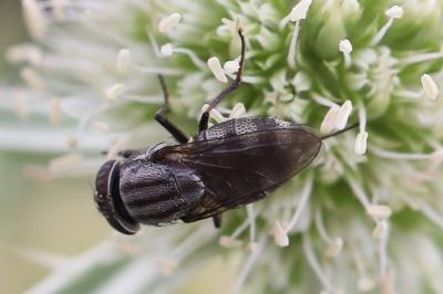 <i>Stomorhina lunata</i>