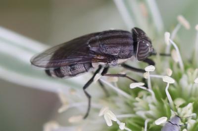 <i>Stomorhina lunata</i>