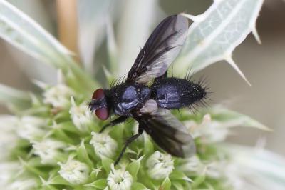 <i>Nyctia halterata</i>