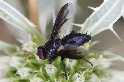 <i>Nyctia halterata</i>