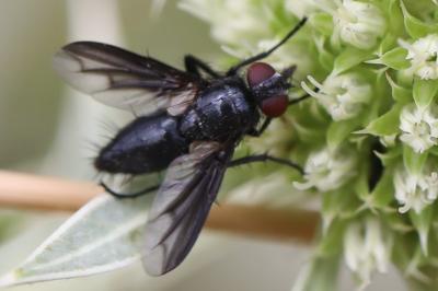 <i>Nyctia halterata</i>
