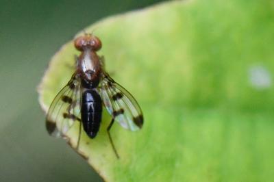 <i>Geomyza tripunctata</i>