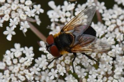 <i>Phasia hemiptera</i>