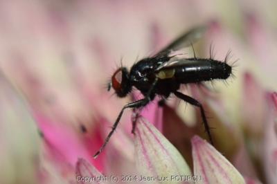 <i>Nyctia halterata</i>