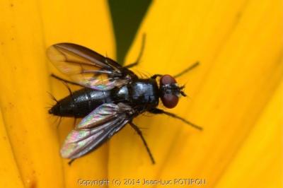 <i>Nyctia halterata</i>