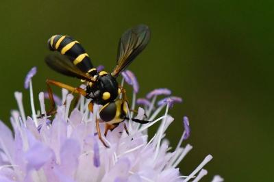 <i>Conops scutellatus</i>
