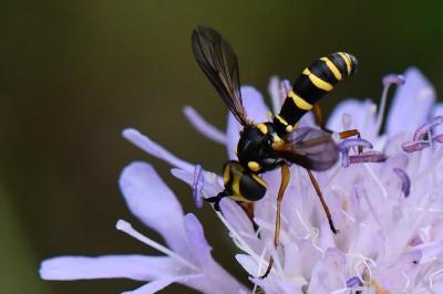 <i>Conops scutellatus</i>