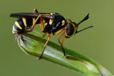 <i>Conops scutellatus</i>