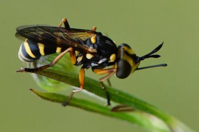 <i>Conops scutellatus</i>