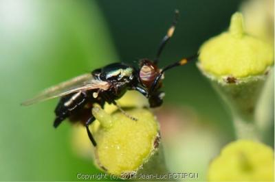 <i>Physiphora alceae</i>