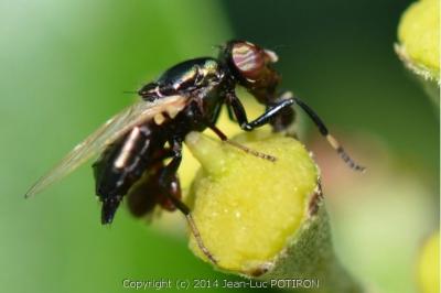 <i>Physiphora alceae</i>