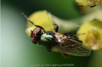<i>Physiphora alceae</i>