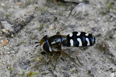 <i>Scaeva pyrastri</i>