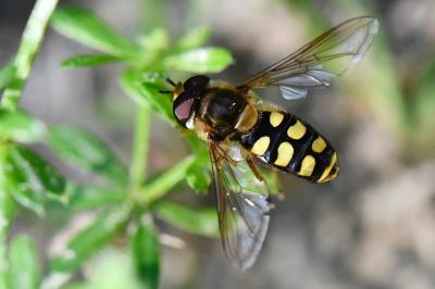 <i>Eupeodes luniger</i>