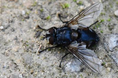 <i>Blepharipa pratensis</i>