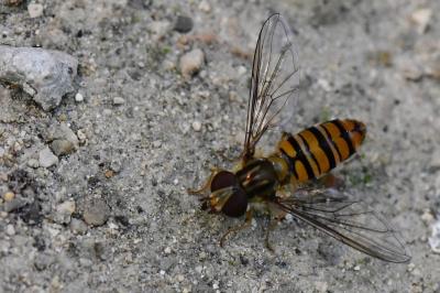 <i>Episyrphus balteatus</i>