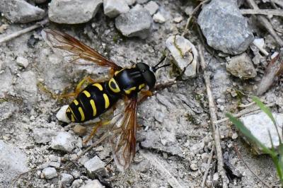 <i>Chrysotoxum festivum</i>
