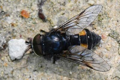 <i>Hybomitra bimaculata</i>