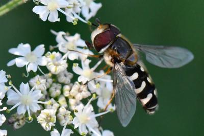 <i>Scaeva pyrastri</i>