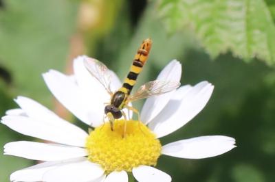 <i>Sphaerophoria scripta</i>