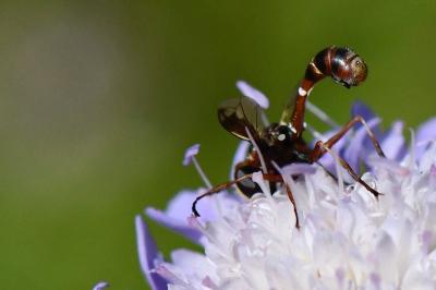 <i>Physocephala vittata</i>