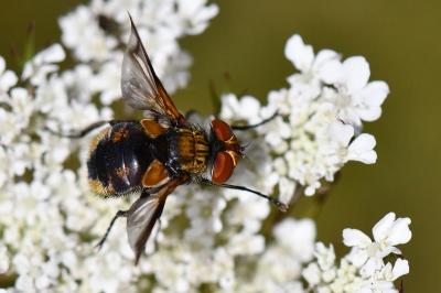 <i>Ectophasia crassipennis</i>