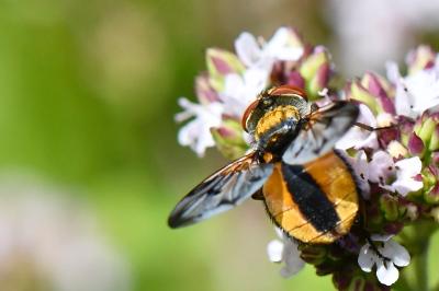 <i>Ectophasia crassipennis</i>
